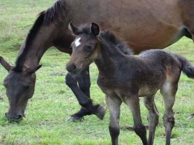 chevaux