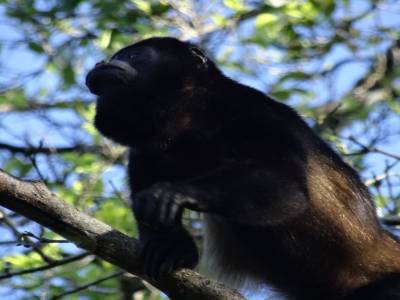 singe hurleur