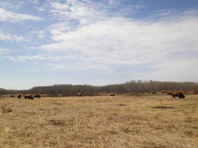 bisons