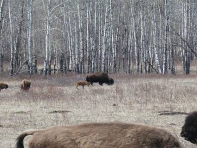 Tout petit bébé Bisons