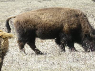 Bisons