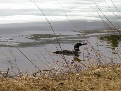 Plongeon Huard
