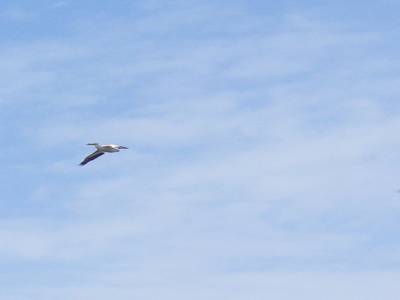 Pelicans