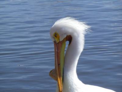 Pelican
