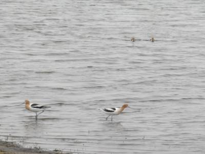 Avocette d Amerique