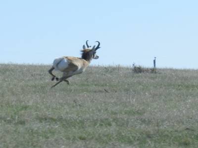pronghorn