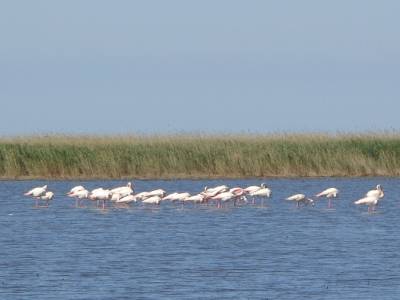 les inevitables flamants roses de Camargue