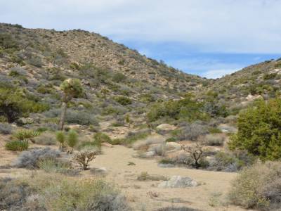 Joshua Tree Narional Park