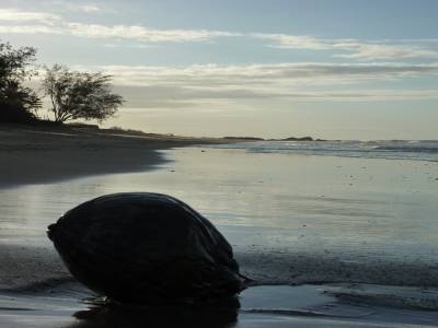 Noix de coco à Saunders Beach