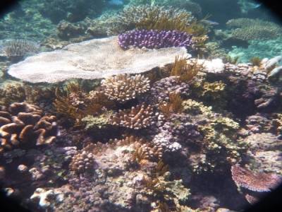 Corail