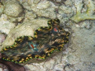 Coquillage géant