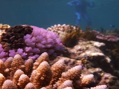 Corail