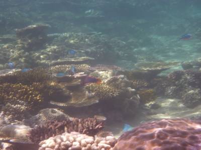 Corail