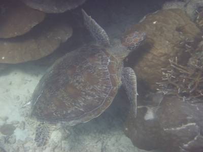Tortue 