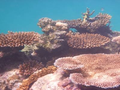 Limite de la barrière de corail