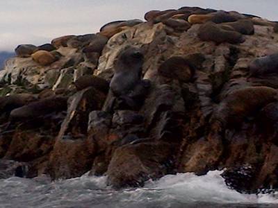 USHUAIA - visite en bateau