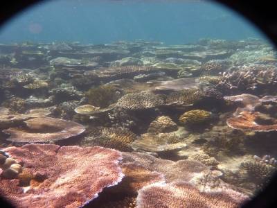 Corail