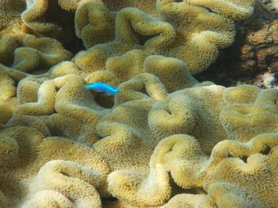 Petit poisson bleu