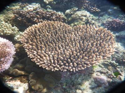 Corail en forme de coeur