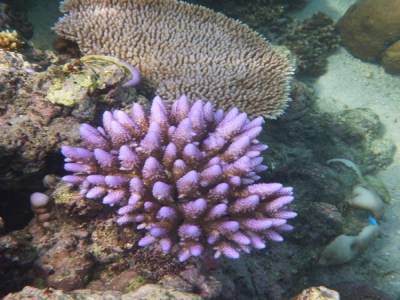 Corail Rose