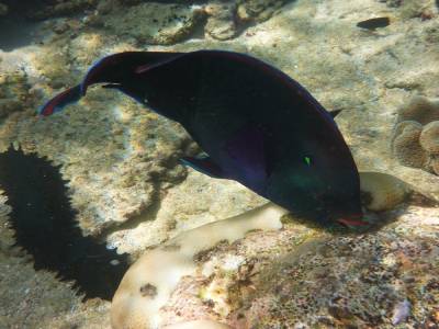Concombre et poisson des récifs