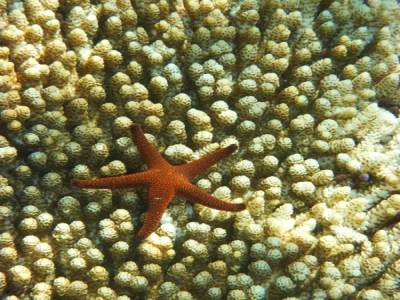 Etoile de mer