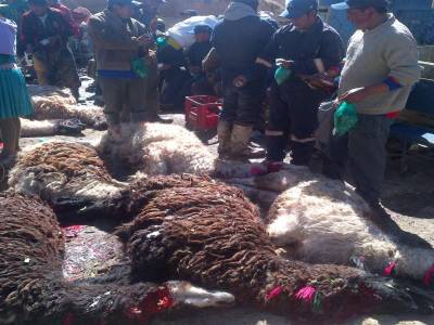 POTOSI - sacrifice de lama