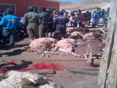 POTOSI - sacrifice de lama