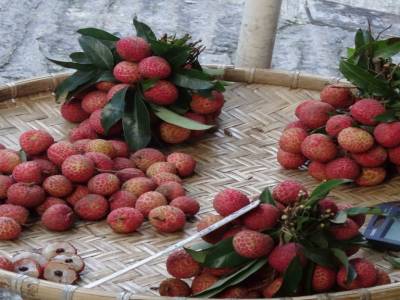 fruit local