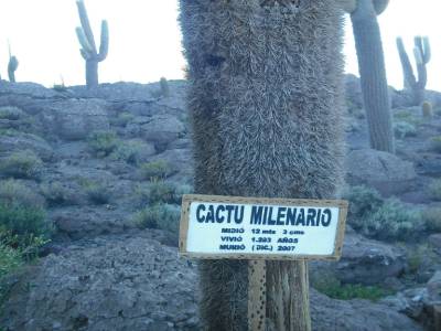 Un cactus de 1200 ans!