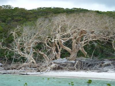 Arbres morts
