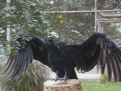 zoo de Lima
