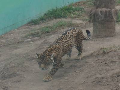 Zoo de Lima