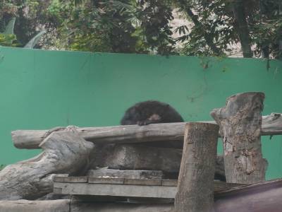 zoo de Lima