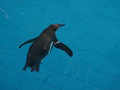 Zoo de Lima