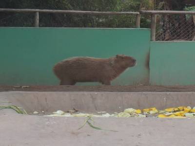 Zoo de Lima