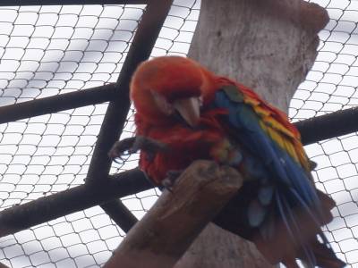 Zoo de Lima