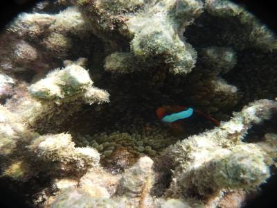 L'oncle de Nemo