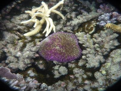 Corail violet