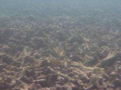 Corail mort