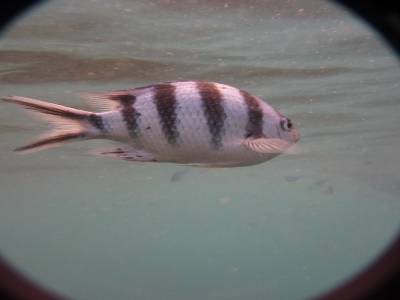 Pote à Nemo