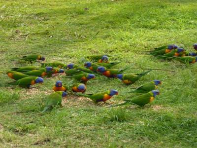 Perroquets multicolores