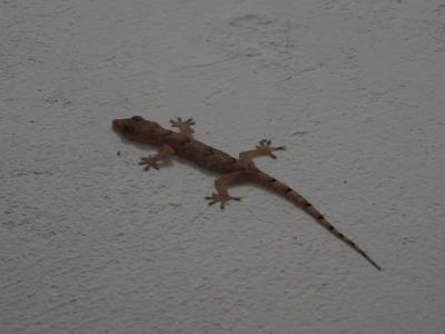 Mon compagnon de chambre
