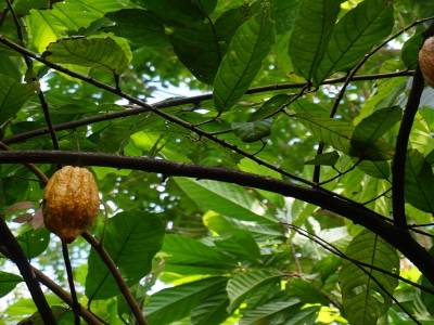 Cacao