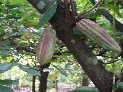 Cacao