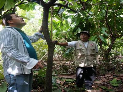 Champ de cacao