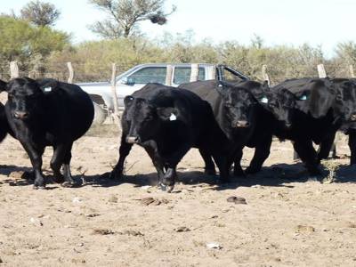 Salida al campo de produccion animal