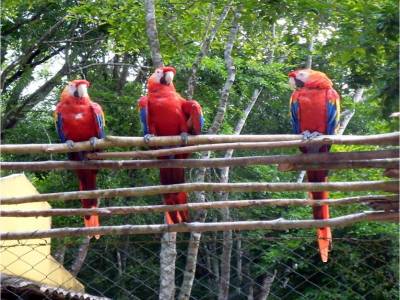 Copan - Guacamayas