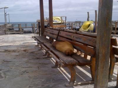 GALAPAGOS - Ile de San Christobal - un SDF