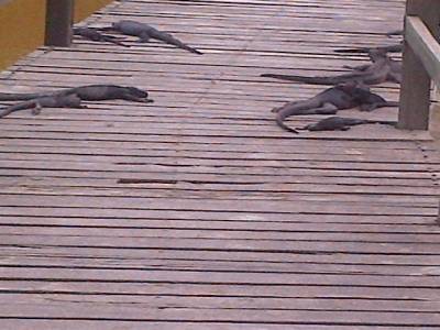 GALAPAGOS - ISABELA - iguane de mer